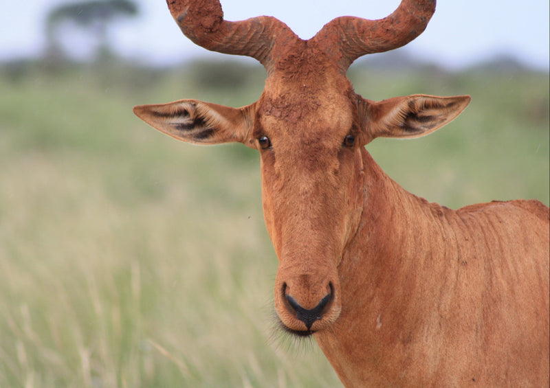 80753 Natur - Hartebeest