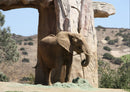 86349 Natur - Elefant