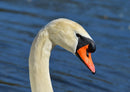 36614 Tierwelt - Schwan
