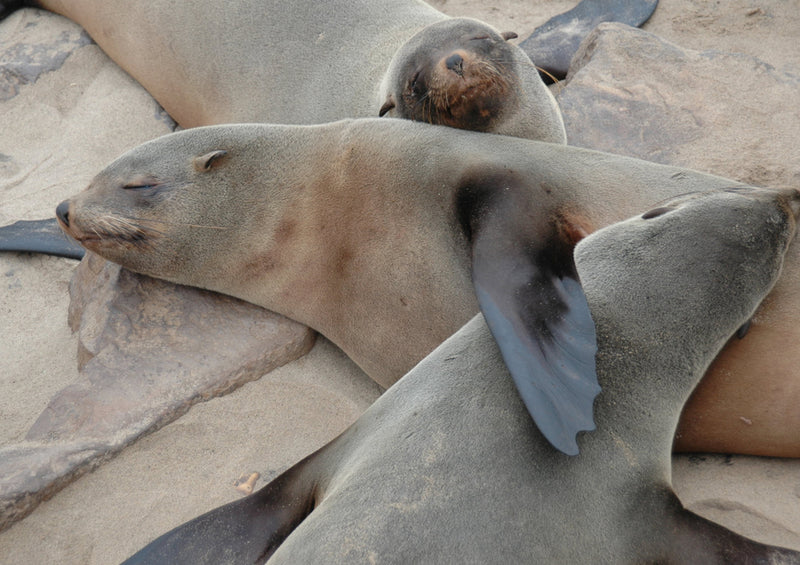 76472 Tierwelt - Seelöwen