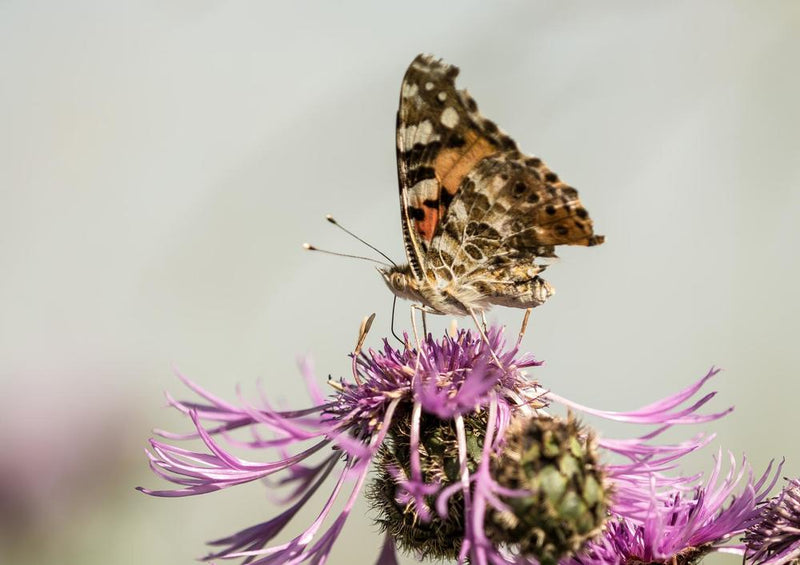 18668 Tierwelt - Schmetterling