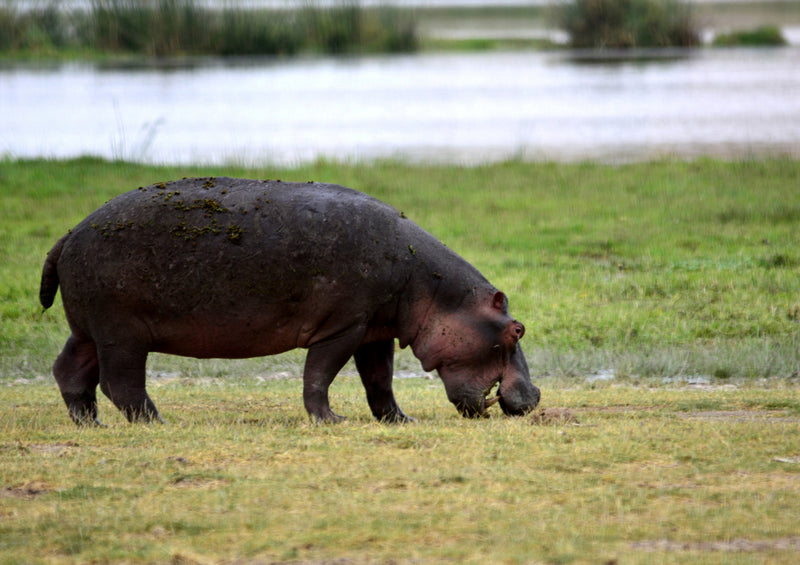 80835 Natur - Nilpferd