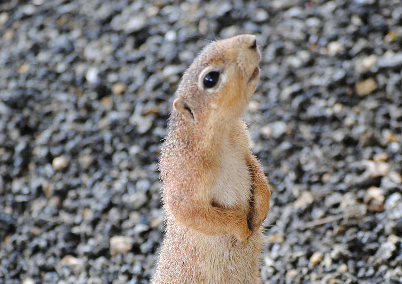 80883 Natur - Eichhörnchen