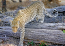 74598 Tierwelt - Leopard