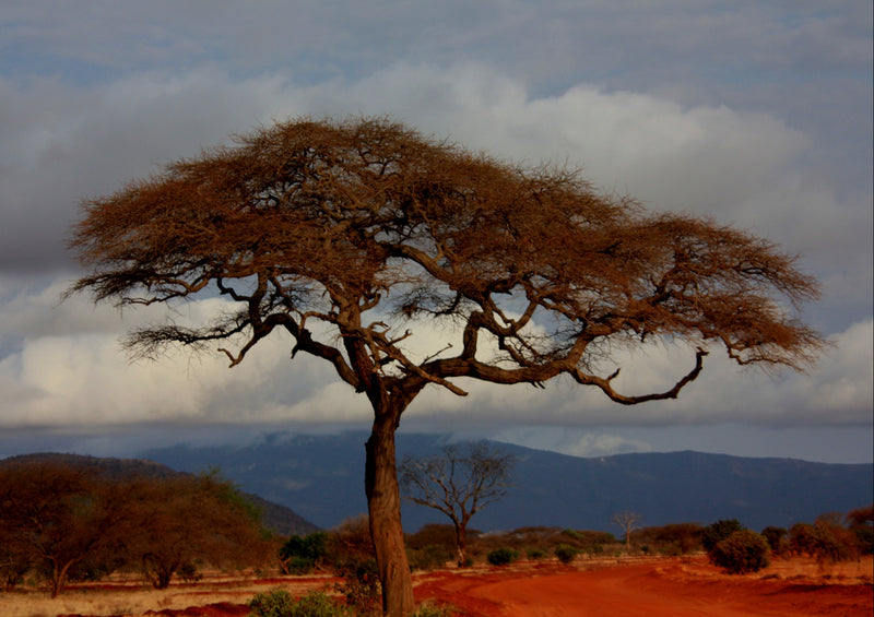 80905 Natur - Kenia