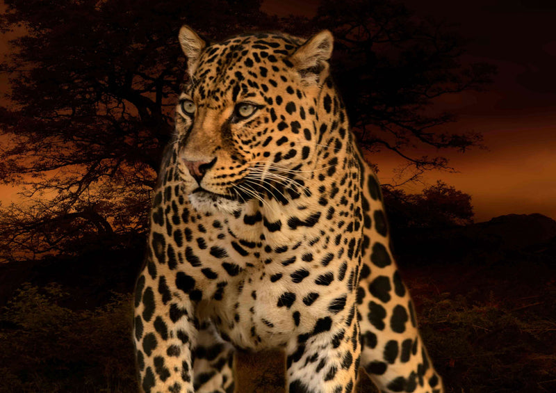 77540 Natur - Leopard