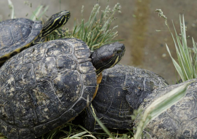 23053 Tierwelt - Schildkröte