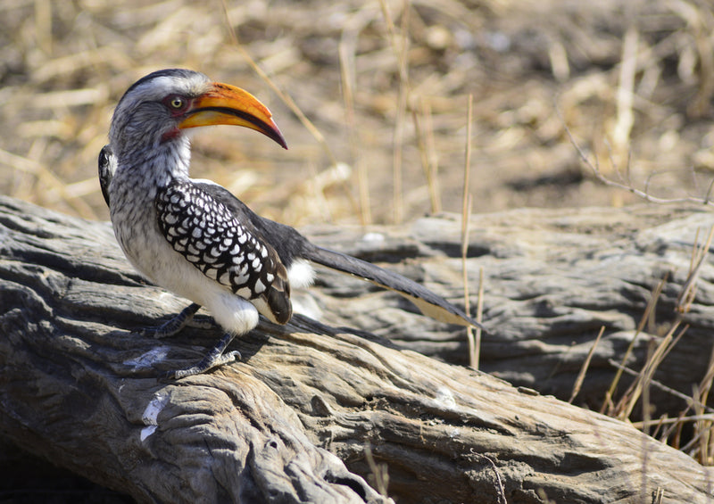 79592 Tierwelt - Greifvogel