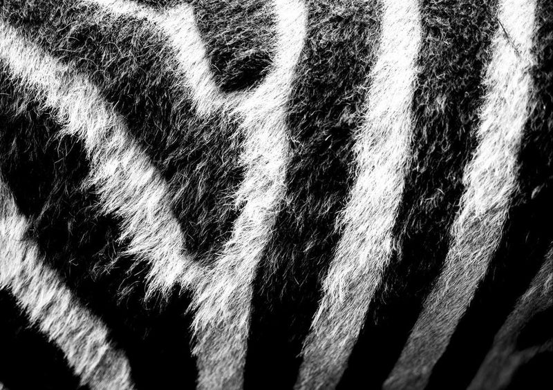 20057 Tierwelt - Zebra