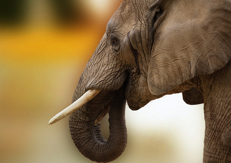 75943 Tierwelt - Elefant