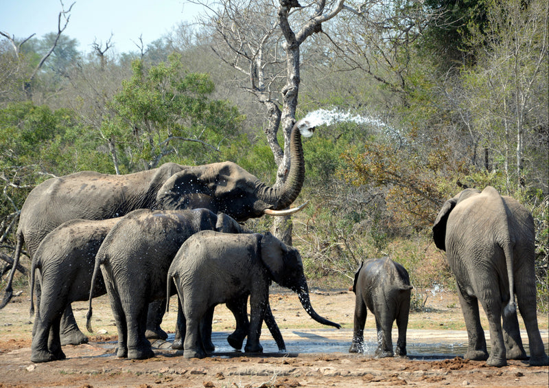 76619 Tierwelt - Elefanten