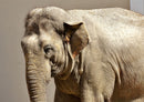 85609 Natur - Elefant