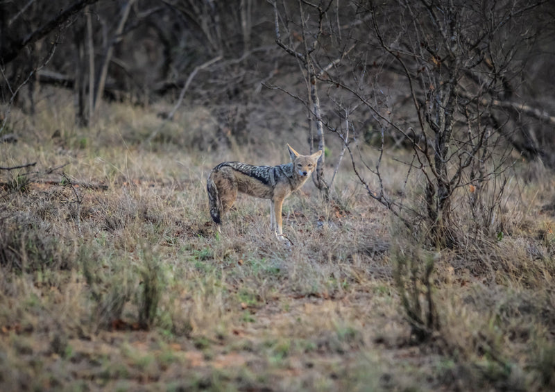 75418 Tierwelt - Luchs