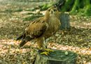 36342 Tierwelt - Adler