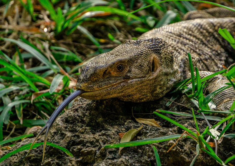 80777 Natur - Alligator