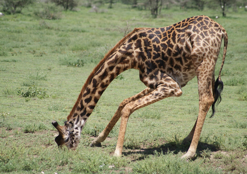 78473 Natur - Giraffe