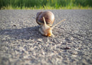 17228 Sport - Schnecke im Weg