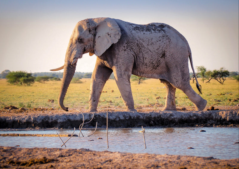 76643 Tierwelt - Elefant