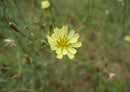 78122 Natur - gelbe Blume