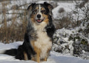 29848 Tierwelt - Australian shepherd
