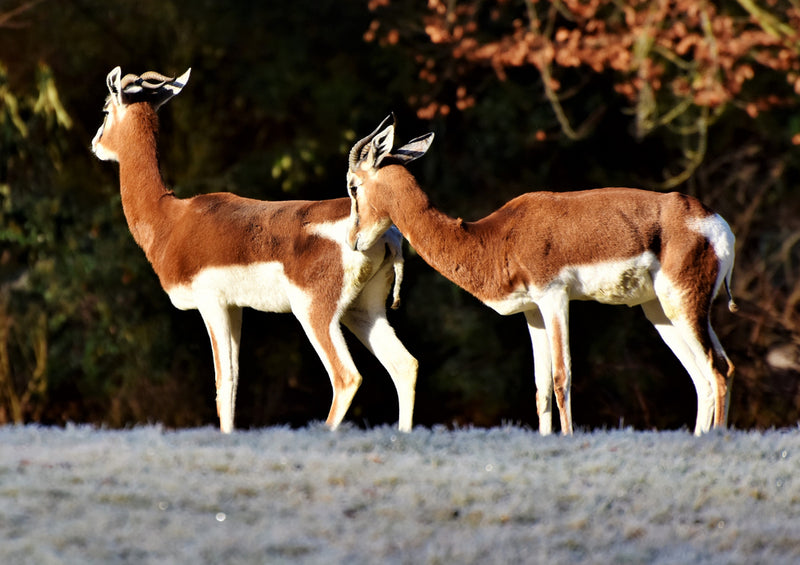 84807 Tierwelt - Antilope