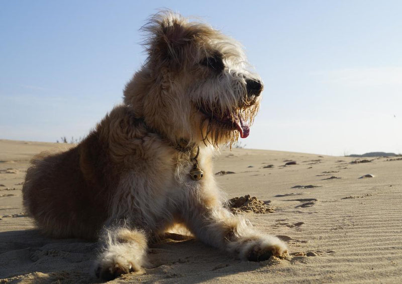 31389 Tierwelt - Terrier im Sand