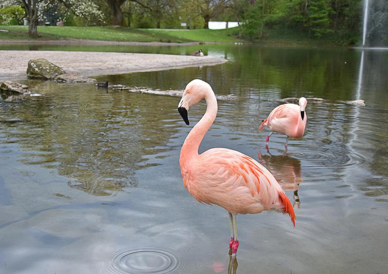 20223 Tierwelt - Flamingos