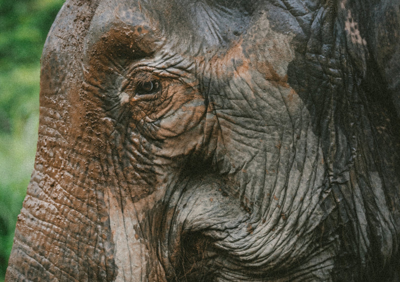 87172 Tierwelt - Elefant