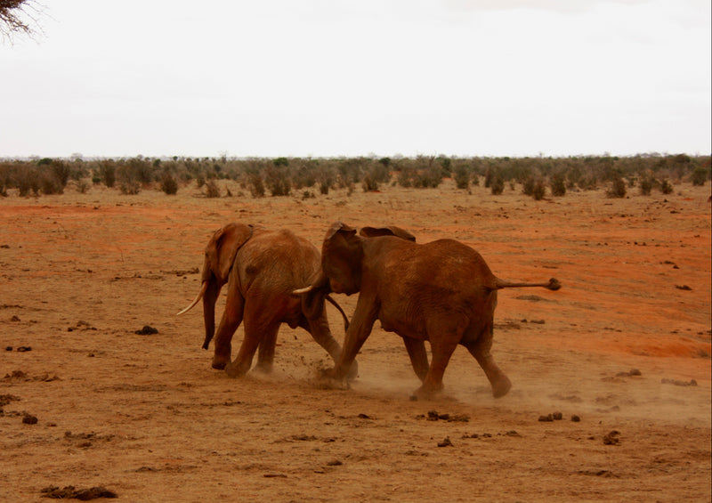 85868 Tierwelt - Elefanten