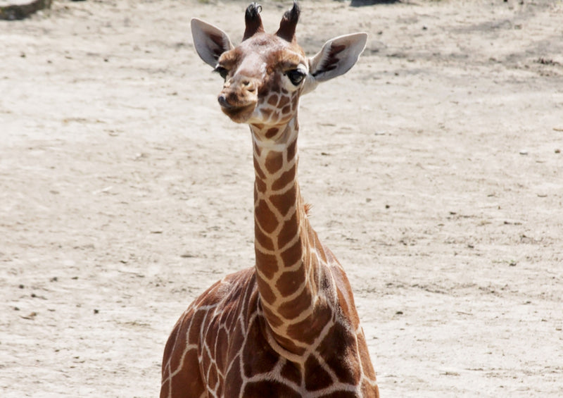 78926 Natur - Giraffe