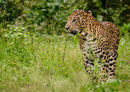 73731 Tierwelt - Leopard
