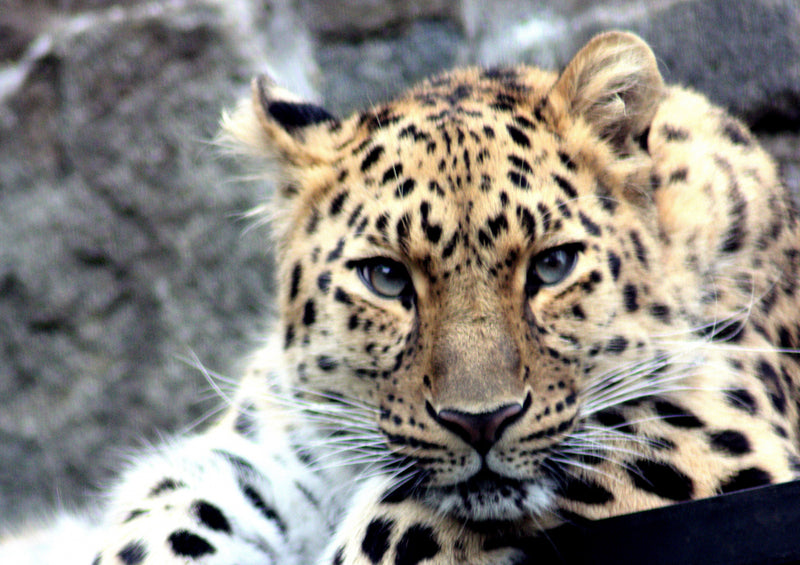 70566 Tierwelt - Leopard