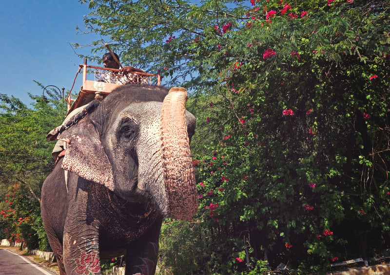 86549 Hintergründe - Elefant