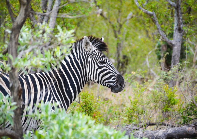 83642 Tierwelt - Zebra