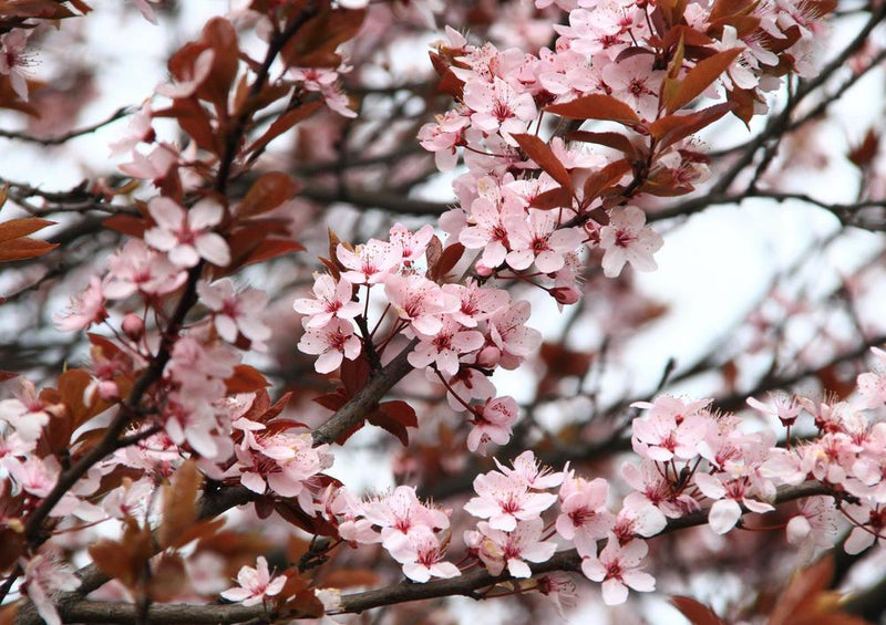 24997 Natur - Kirschblüte