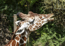 77849 Tierwelt - Giraffe