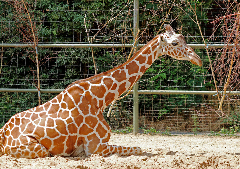 78758 Natur - Giraffe