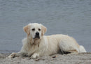 34764 Tierwelt - Golden retriever