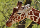 78456 Natur - Giraffe