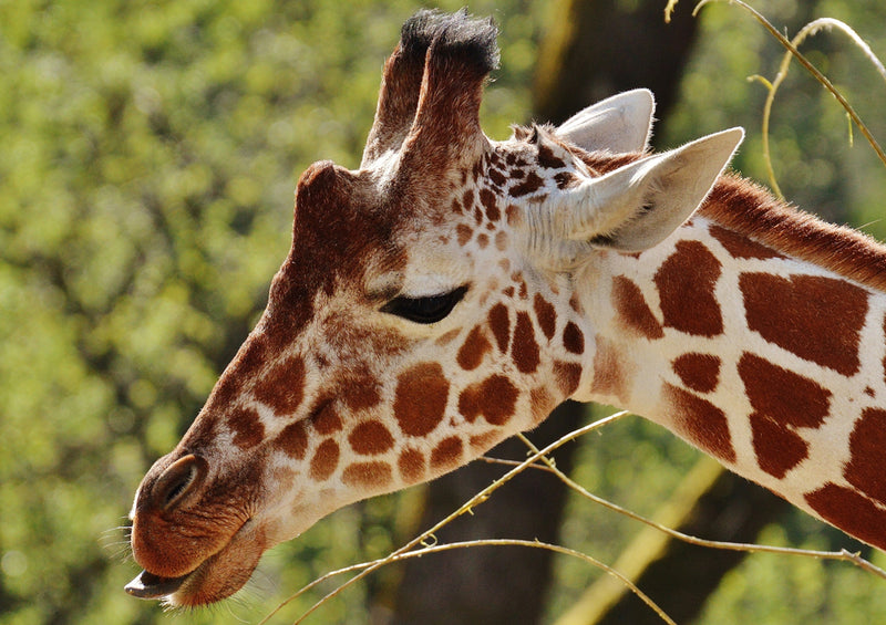 78456 Natur - Giraffe