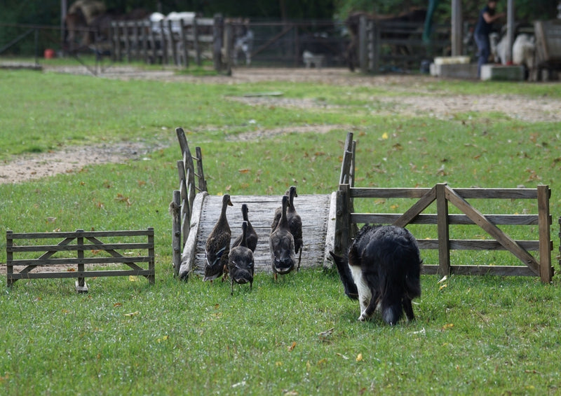 43222 Tierwelt - Gänse