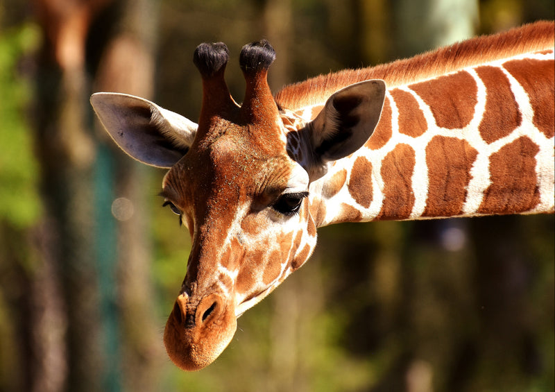 79143 Natur - Giraffe