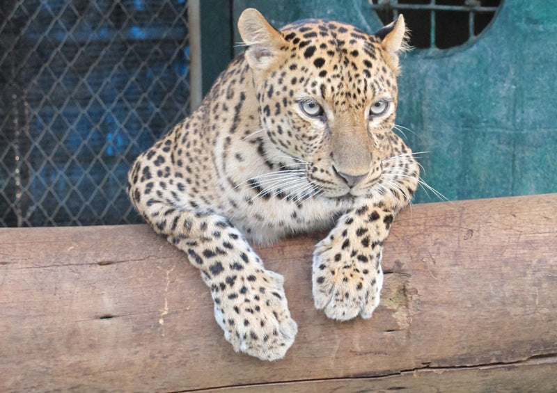 76986 Tierwelt - Leopard