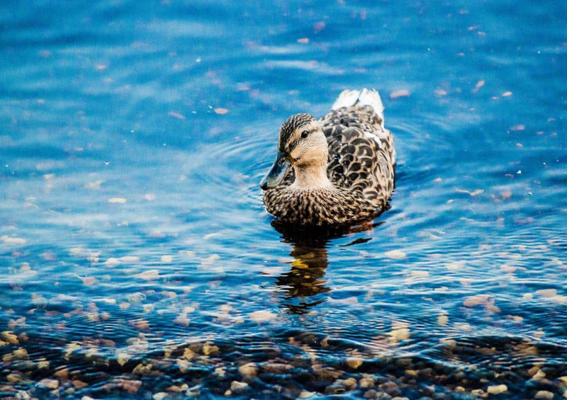 20228 Tierwelt - Ente