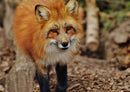16864 Tierwelt - Fuchs
