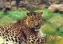 77298 Tierwelt - Leopard