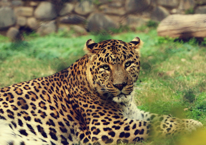77298 Tierwelt - Leopard