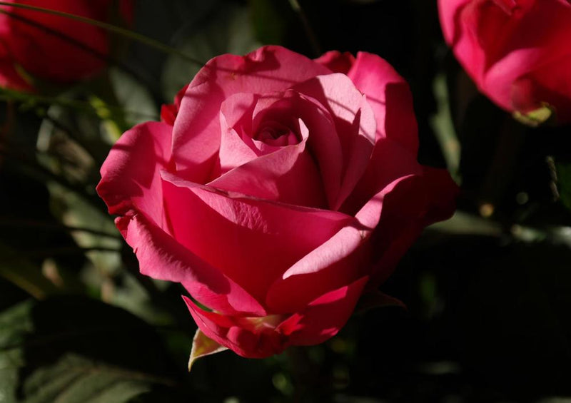 21495 Natur - Rote Rose