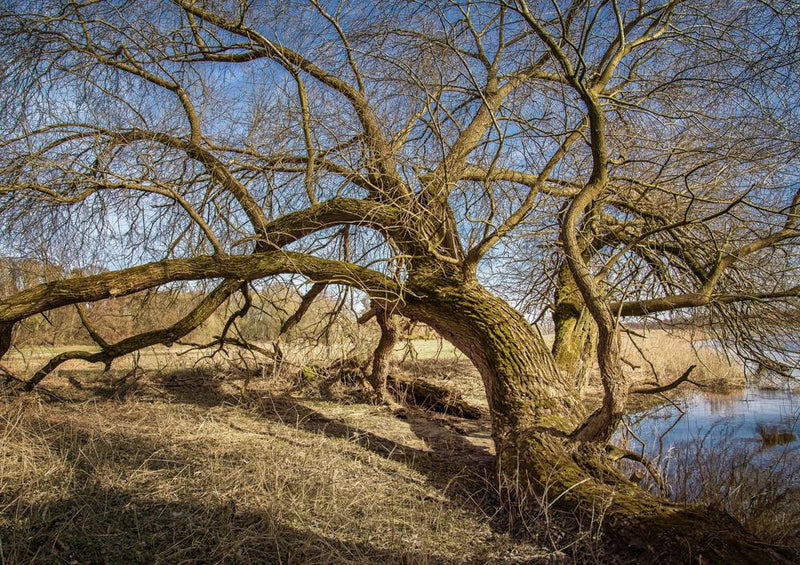 21961 Natur - Baum am Ufer