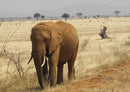 86412 Natur - Elefant